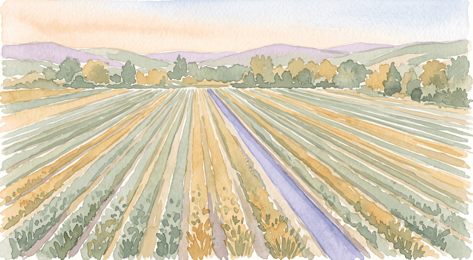 Soft watercolor of an orderly lavender field in neat rows leading to a soft treeline.