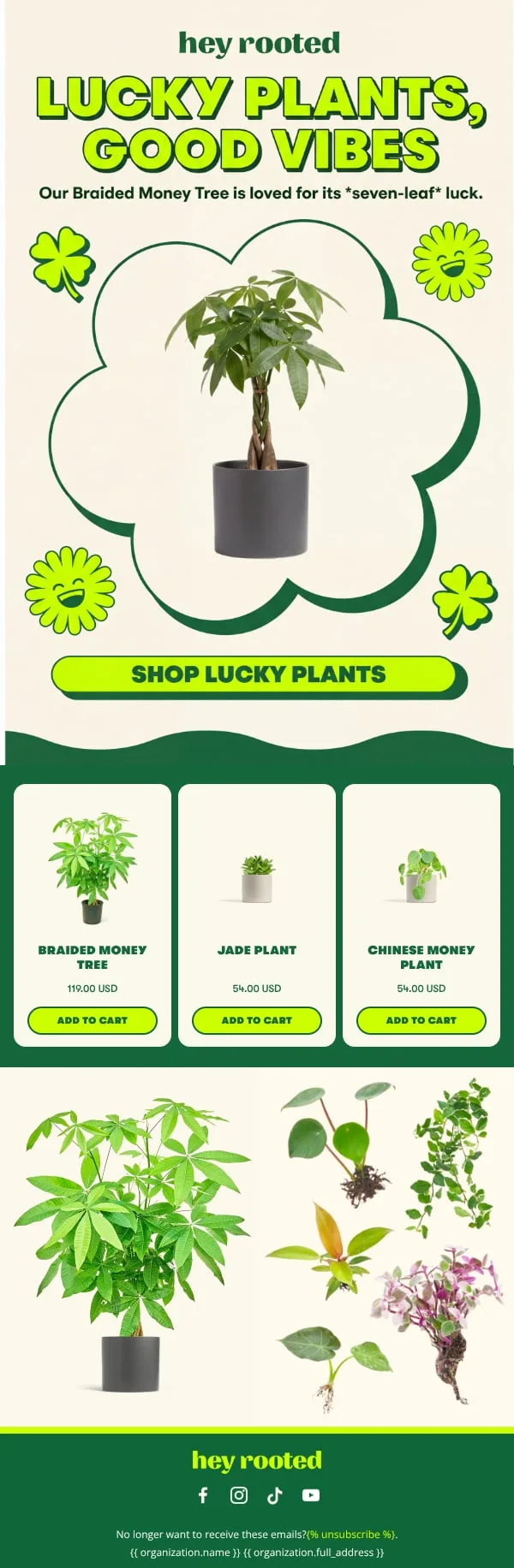Hey Rooted marketing email built by LTV.ai for a zero-discount good-luck plant campaign built on the Money Tree's seven-leaf symbolism