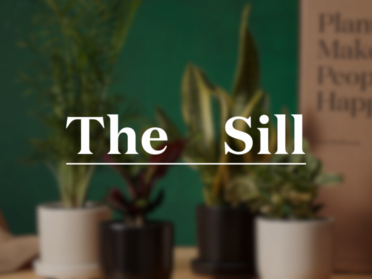 The Sill x LTV.ai Case Study The Sill x LTV.ai Case Study